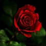 Image result for Desktop Red Rose Flower