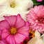 Image result for iPhone 5G Wallpaper Flower