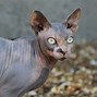 Image result for All Types of Cats
