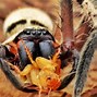 Image result for Biggest NZ Spider