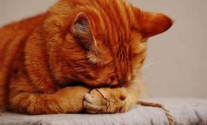 Image result for Cat Anxiety Wallpaper