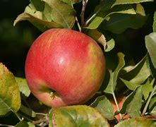 Image result for Red Duchess Apple