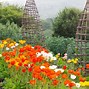 Image result for Champagne Bubbles Mix Iceland Poppy