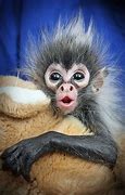 Image result for Funny Baby Monkey