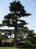 Image result for Lebanon Cedar Tree