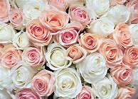 Image result for Blush Pink and White Roses