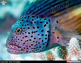 Image result for Forster Sea Life