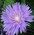 Bildergebnis für Stokesia laevis Purple Parasols