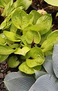 Image result for Hosta Lemon Snap