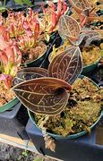 Image result for Jewel Orchid