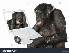 Image result for Bonobo at a Computer