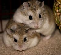 Image result for 2 Hamsters