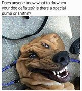Image result for High Quality Doggo Memes