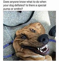 Image result for Protection Doggo Meme