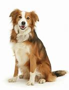 Image result for Sable Border Collie