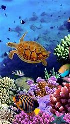 Image result for Fish iPhone Backgrounds