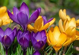 Image result for 1366X768 Wallpaper Flowers