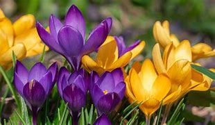 Image result for 1366X768 Wallpaper Flowers