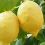 Image result for Lemon Varieties
