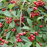 Image result for Cotoneaster cochleatus Minor