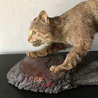 Image result for Failed Taxidermy Cat