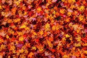 Image result for Autumn Leaves Pile