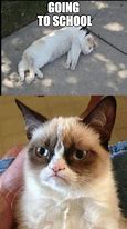 Image result for Grumpy Cat School Homework Memes