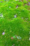 Image result for Fuzzy Ground Cover Moss