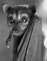 Image result for Red Bat Baby