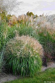 Miscanthus sinensis Pagels Pride ® కోసం చిత్ర ఫలితం