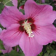 Image result for Hibiscus syriacus Russian Violet