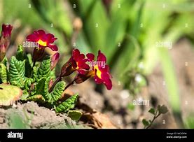 Primula vulgaris Queen Burgundy కోసం చిత్ర ఫలితం
