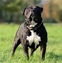 Image result for Cute Pit Bull Black and White