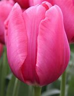 Image result for Tulipa Lady van Eijk