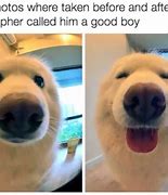 Image result for WoW Amazing Meme Dog