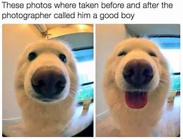 Image result for You Are Awesome Dog Meme