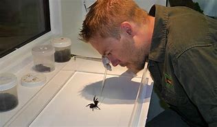 Image result for Australian Funnel Web Spider Bite