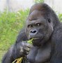 Image result for Male Gorilla