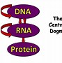Image result for RNA Bases