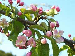 Image result for Apple Tree Blooming