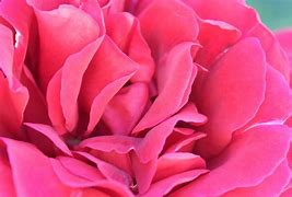 Image result for Rosa Pink