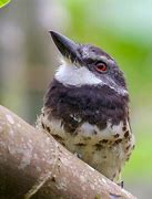 Image result for Bucco Bucconidae