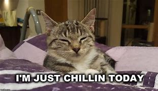 Image result for Cat Relaxing Meme