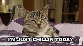Image result for Chillin and Bleh Cat Meme