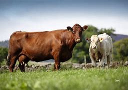 Image result for Polled Salers Cattle