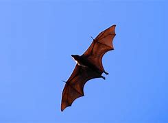 Image result for Australian Scary Bat