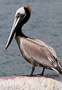 Image result for Pelican in Wilderness