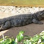 Image result for Max Caiman