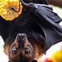 Image result for Fruit Bat Eating Watermelon