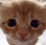 Image result for Cat Looking at Camera PFP